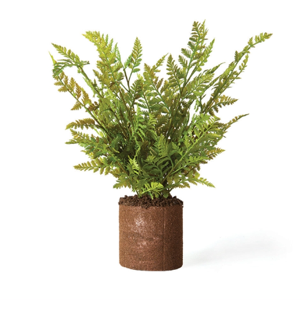 Boston Fern