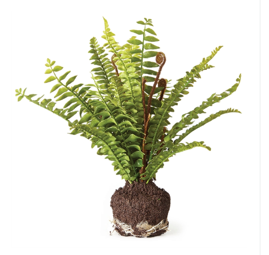 Boston Fern Drop-In