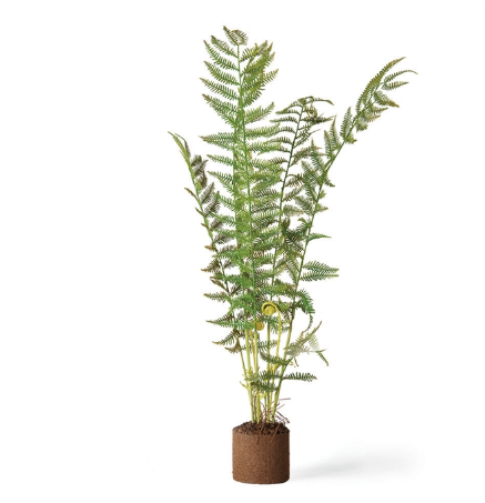 Sword Fern