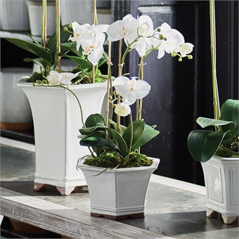 Orchid Drop In with Ceramic Pot