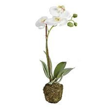 Orchid Filler