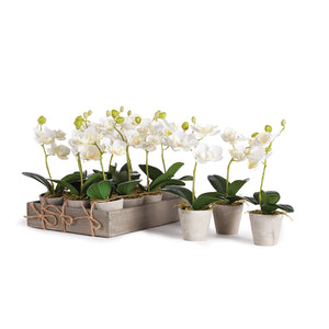 Mini Phalaenopsis 9" Potted